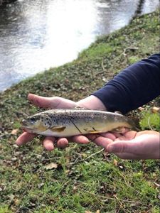 Brown Trout