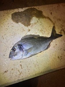 Gilthead Seabream