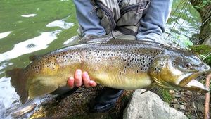 Brown Trout
