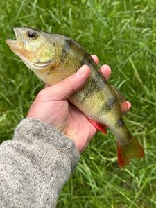 European Perch