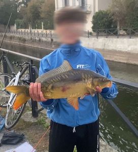 Mirror Carp
