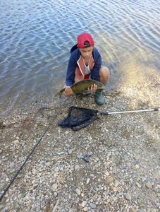Common Bream