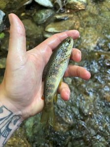 Brown Trout