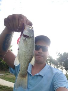 Largemouth Bass