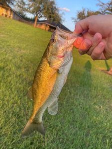 Largemouth Bass