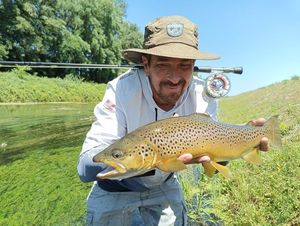 Brown Trout
