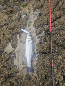 European Bass (Seabass)