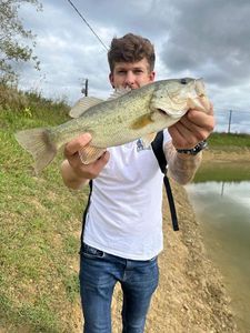 Largemouth Bass