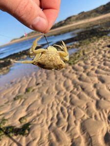 Common Shore Crab (Green Crab)