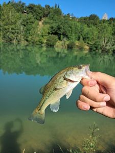 Largemouth Bass