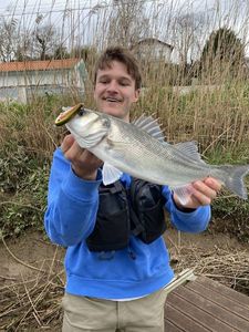 European Bass (Seabass)