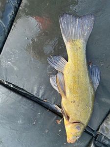 Tench