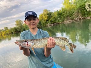 Northern Pike