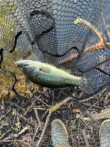 Largemouth Bass