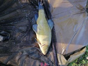 Tench