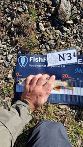 Arctic Char