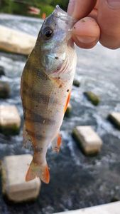 European Perch