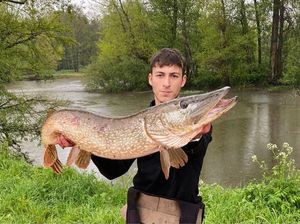 Northern Pike