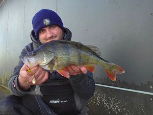 European Perch