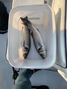 European Bass (Seabass)