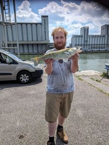 Zander