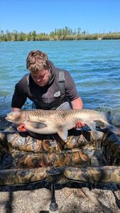 Grass Carp