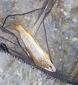 Brown Trout