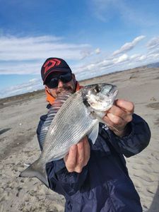 Gilthead Seabream
