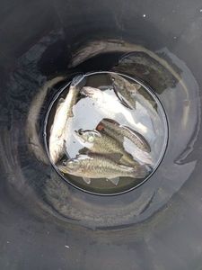 Largemouth Bass