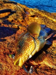 Ballan Wrasse