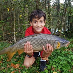 Common Carp