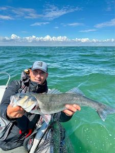 European Bass (Seabass)