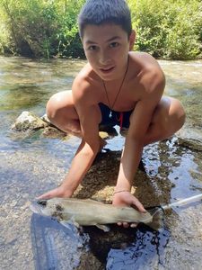 Brown Trout