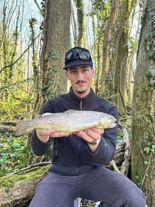 Brown Trout