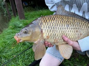 Common Carp