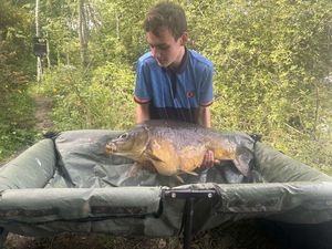 Common Carp