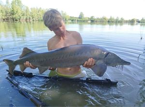 Sturgeon