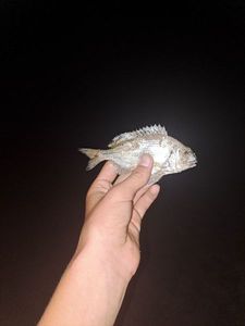 Gilthead Seabream