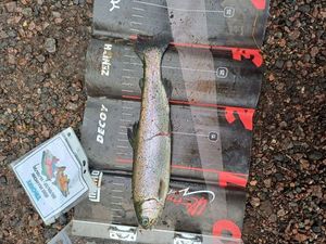Rainbow Trout