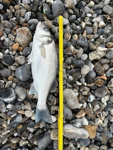 European Bass (Seabass)