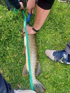 Northern Pike