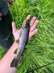 Brown Trout