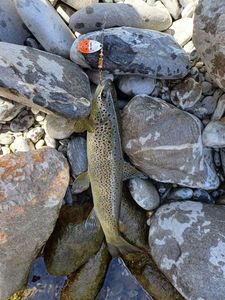 Brown Trout