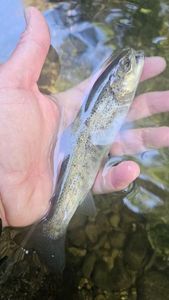 Brown Trout
