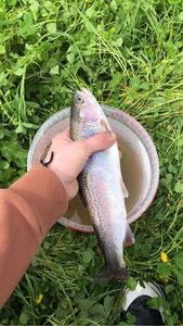Rainbow Trout