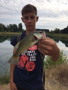 Largemouth Bass