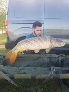Common Carp