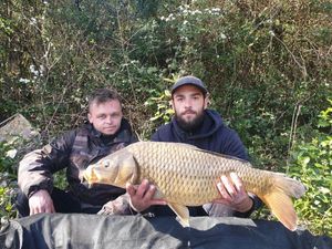 Common Carp