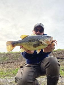 Largemouth Bass