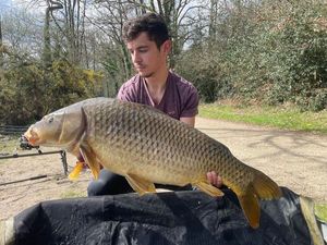 Common Carp